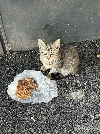 Котята в добрые руки мальчик