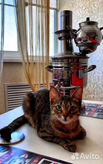 Самовар на дровах Новый