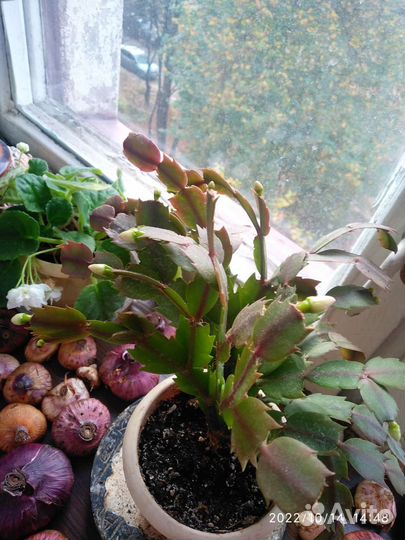 Комнатные цветы, кактусы