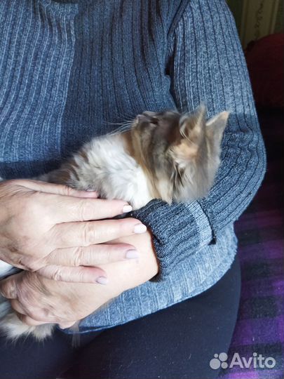 Котенок в добрые руки