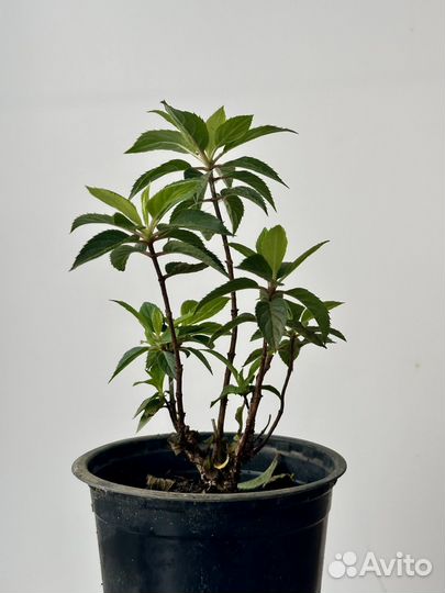 Гортензия petit star