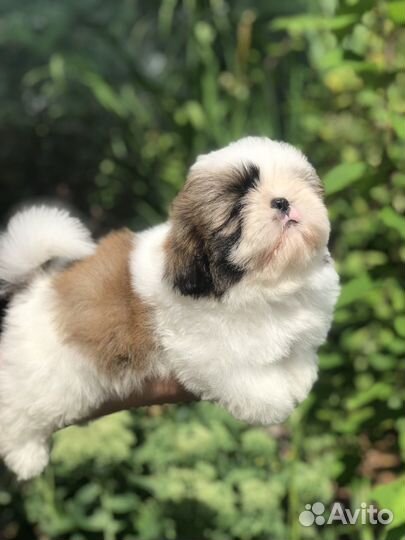 Ши-тцу мальчик документы РКФ