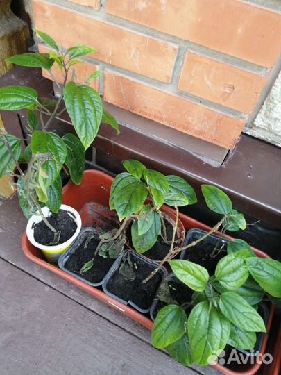 Клеродендрум