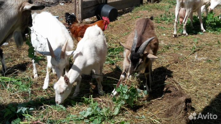 Продаются козлята