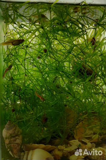 Водоросли для аквариума