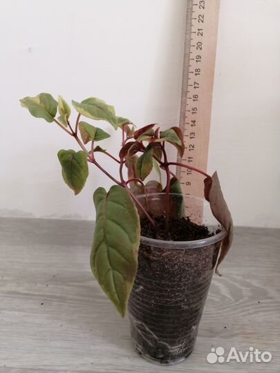 Фуксия ампельная вариегатная