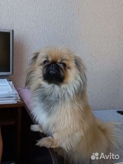 Вязка пекинес