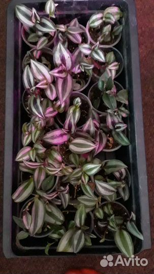 Традесканция зебрина