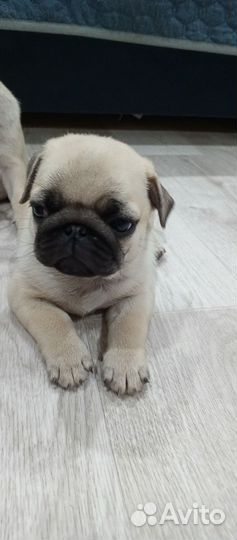 Щенки мопса