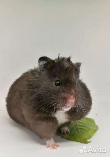 Сирийский хомяк подростки