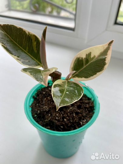 Фикус эластика тинеке