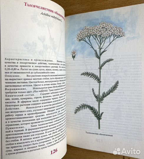 Винтажные иллюстрации специй и пряностей в книге