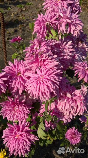 Хризантема корейская саженцы