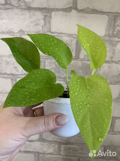 Сциндапсусы