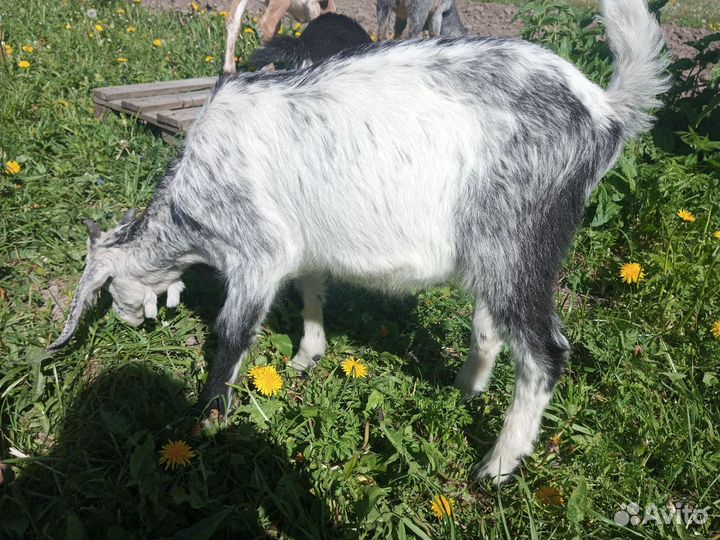 Англо-нубийские козлики и козочки