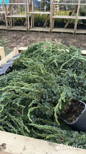 Можжевельник чешуйчатый Blue Compact (Блю Компакт)