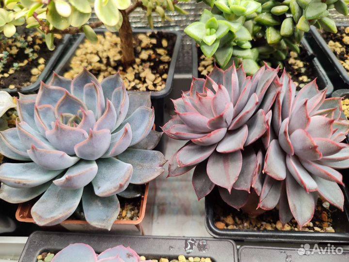 Суккуленты