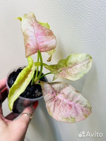 Сингониум Пинк спот марбл,филодендроны,монстера