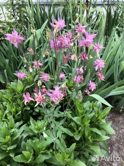 Продаю многолетние цветы/кусты