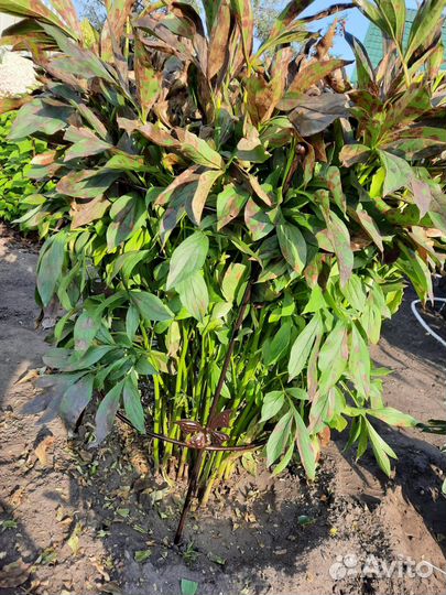 Опора для пиона/кустарника