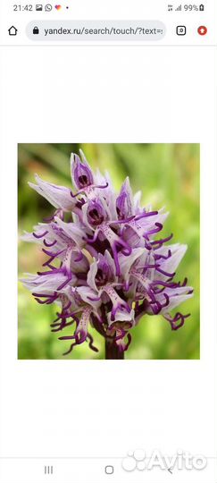 Ятрышник,ромашка полевая,меллиса