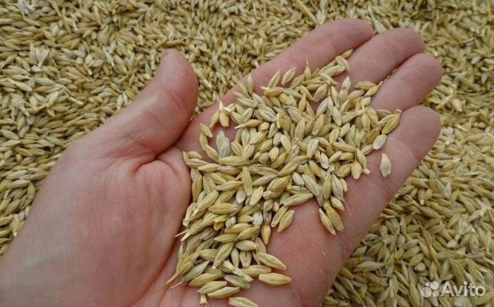 Ячмень в мешках
