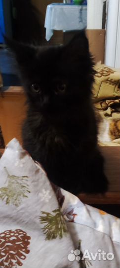 Котята мейн-кун