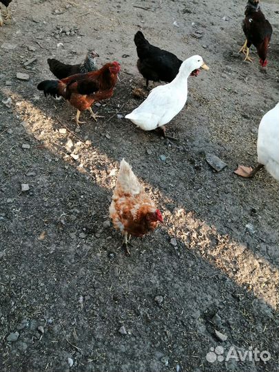Куры несушки продам