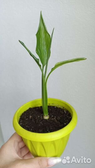 Домашние комнатные цветы