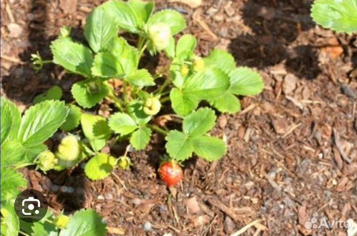 Мульча(сосновая кора)