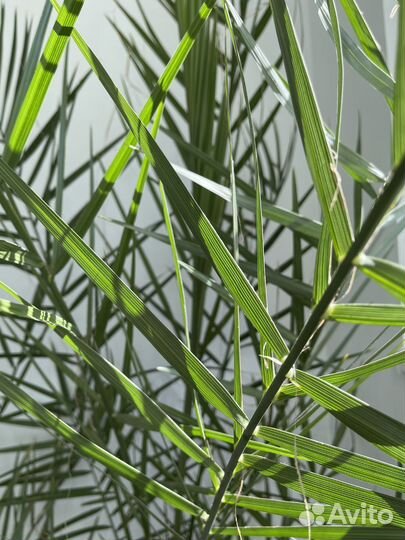 Комнатные цветы Пальма, Гибискус, Толстянка