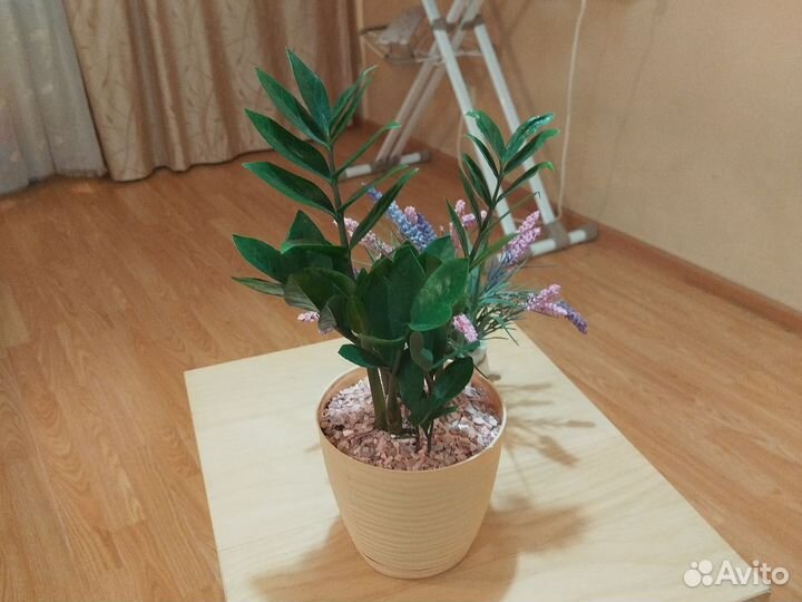 Замиокулькас,остались только 2 растения