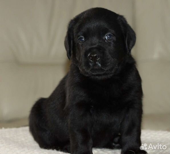 Восхитительные щенки лабрадора