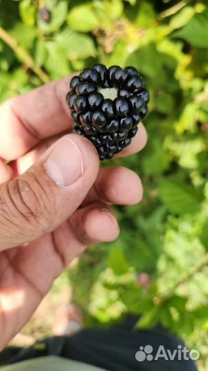 Ежевика ягода свежая крым