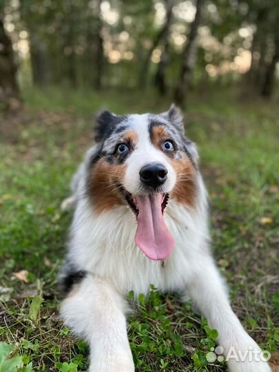 Австралийская овчарка (аусси) кобель для вязки