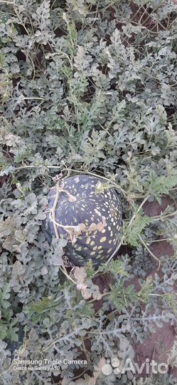 Арбуз холодок