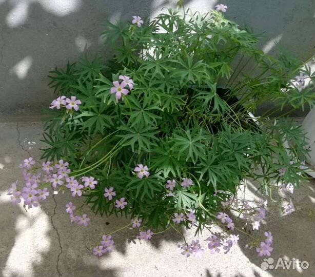 Оксалисы. Кислицы. Вулканическая