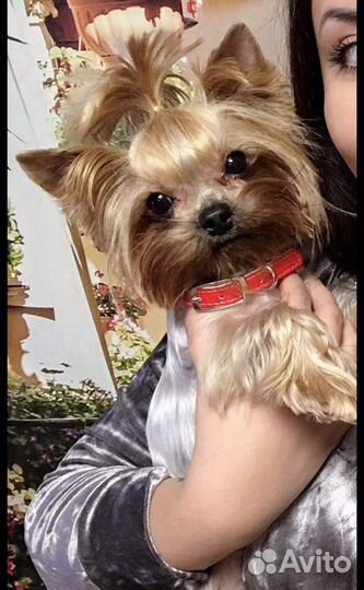 Щенки мини йоркширского терьера