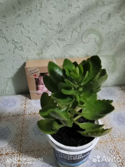 Каланхоэ, оранжевое и жёлтое