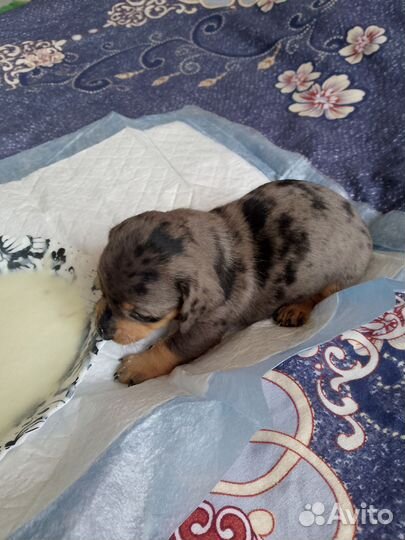 Щенки таксы