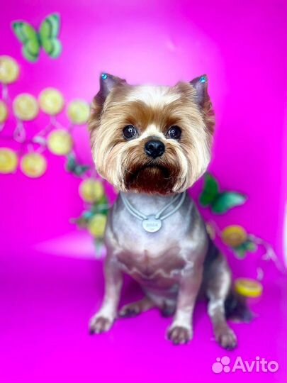 Грумер, Экспресс -Линька, стрижка, Груминг