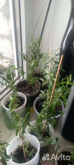 Мирт черенки гранат нано