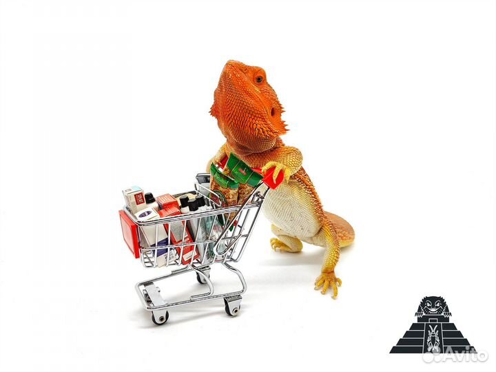 Тараканы аргентинские, мадагаскарские, блаберусы