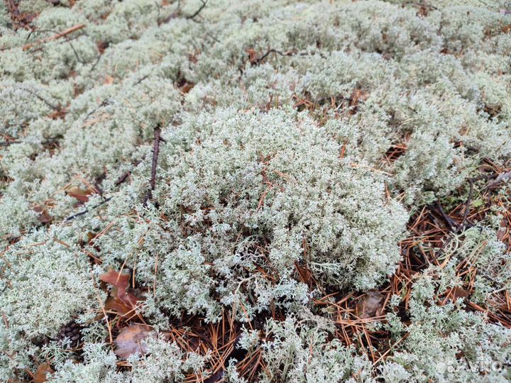 Мох кормовой ягель для животных