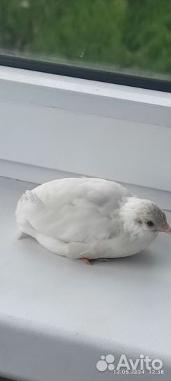 Китайский расписной перепел