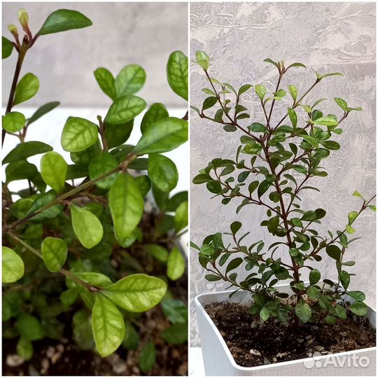 Лофомиртус Магический и Красный дракон