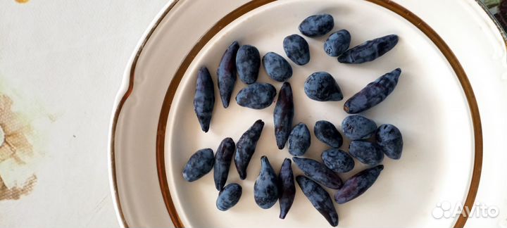 Ягода жимолости