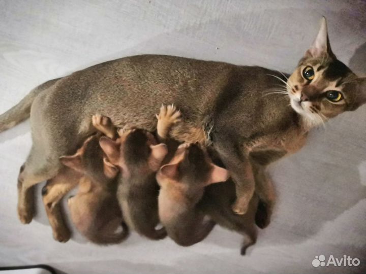 Вязка, абиссинец