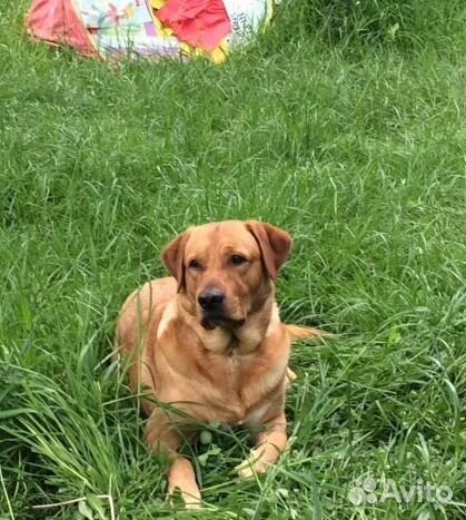 Стильный кобель лабрадор на вязку