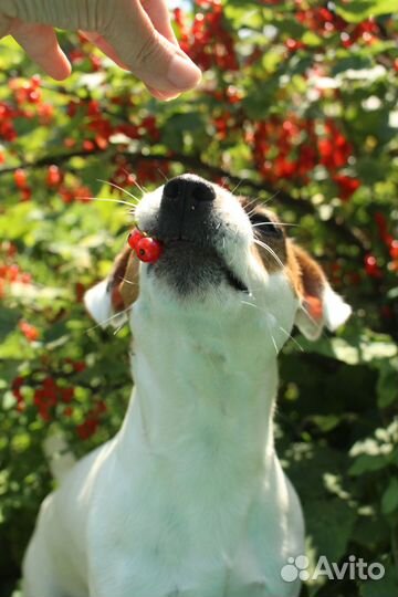 Растения для сада в Розово-Сиреневых тонах